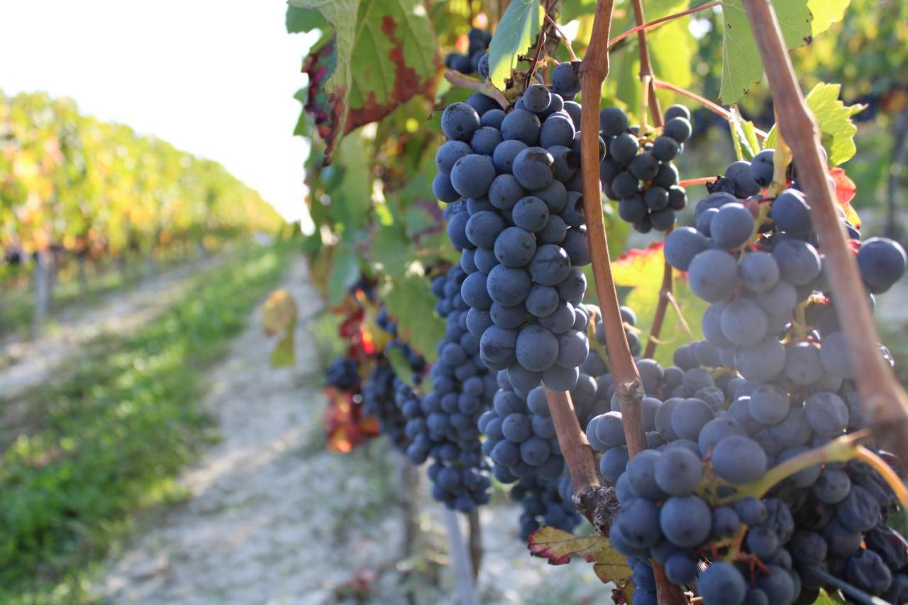 Agriturismo La Mussia Castelnuovo  Eksteriør billede
