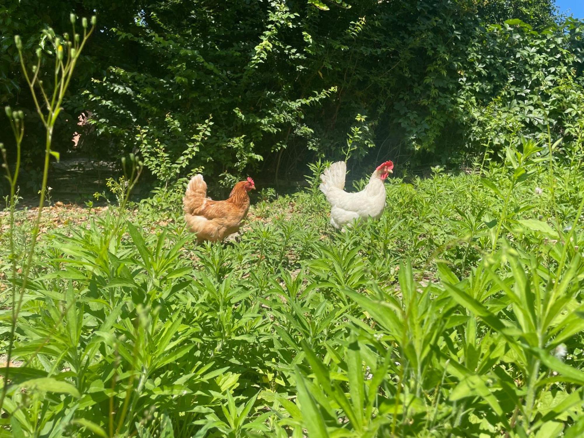 Agriturismo La Mussia Castelnuovo  Eksteriør billede