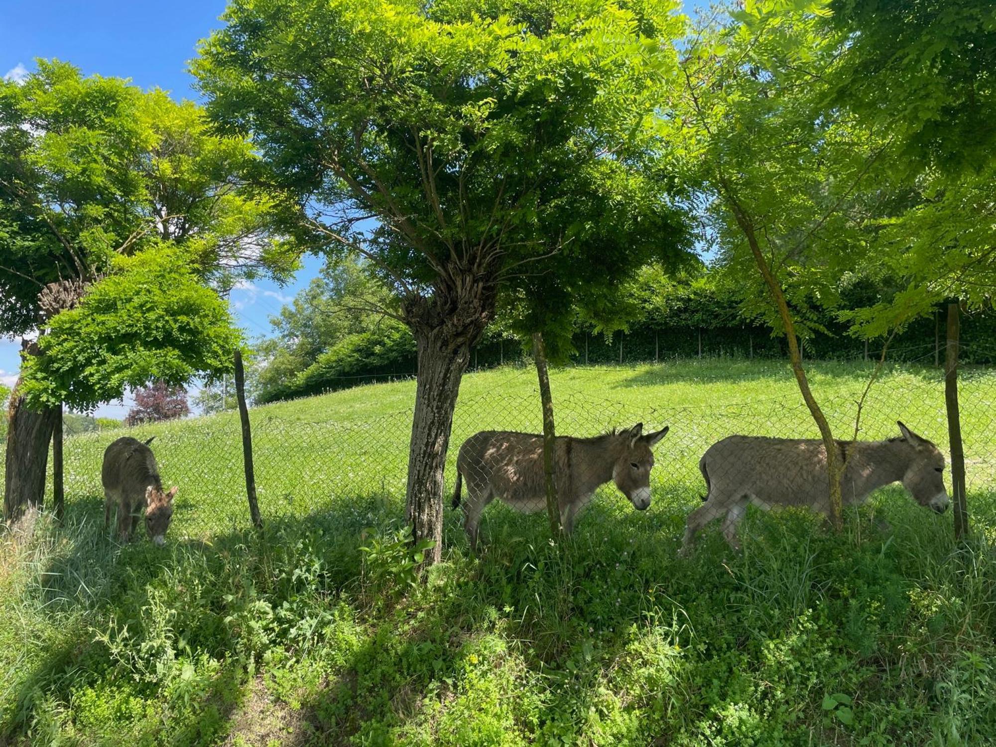 Agriturismo La Mussia Castelnuovo  Eksteriør billede