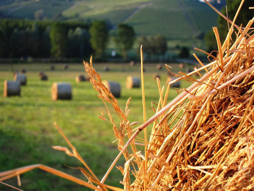 Agriturismo La Mussia Castelnuovo  Eksteriør billede